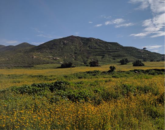 Yellow wildflowers with mountain range in the distance